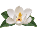 Charleston Medical Spa logo