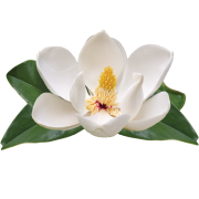 Charleston Medical Spa logo